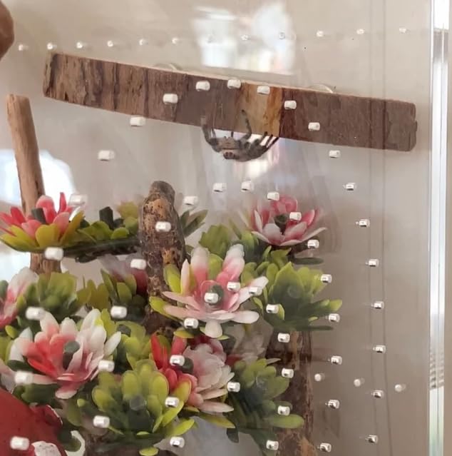 1 Pc. Magnetic Arboreal Ledge | Jumping Spider Ledge | The Critters Cave (Sleeker But Weaker: Smaller Embedded Magnets)