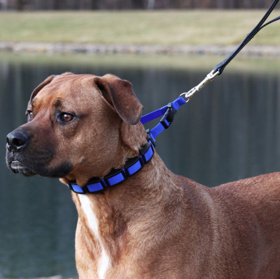 Coastal Pet Natural Control Training Collar Blue