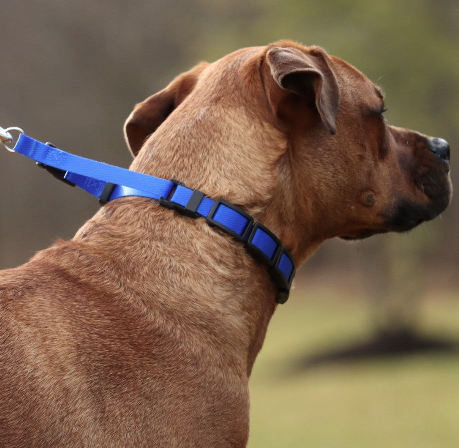Coastal Pet Natural Control Training Collar Blue