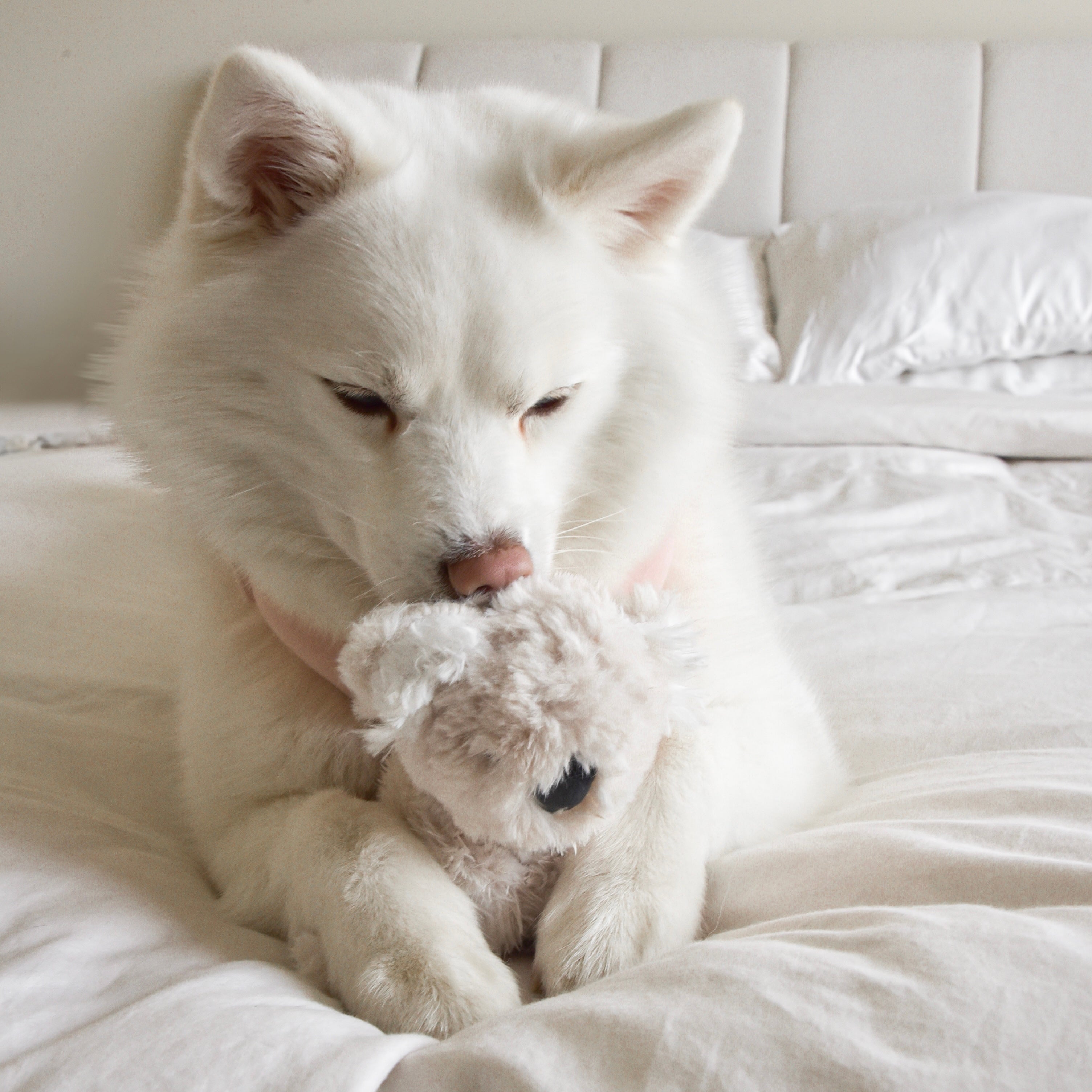 Koko Mini Plushie