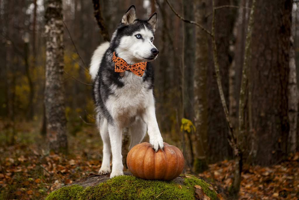 Lionet Paws Halloween Dog Collar With Bowtie - Cute Cotton Adjustable Fall Bowtie Dog Collar With Metal Buckle For Small Medium Large Dog Girl Boy Gift, Xs, Neck 8-12In