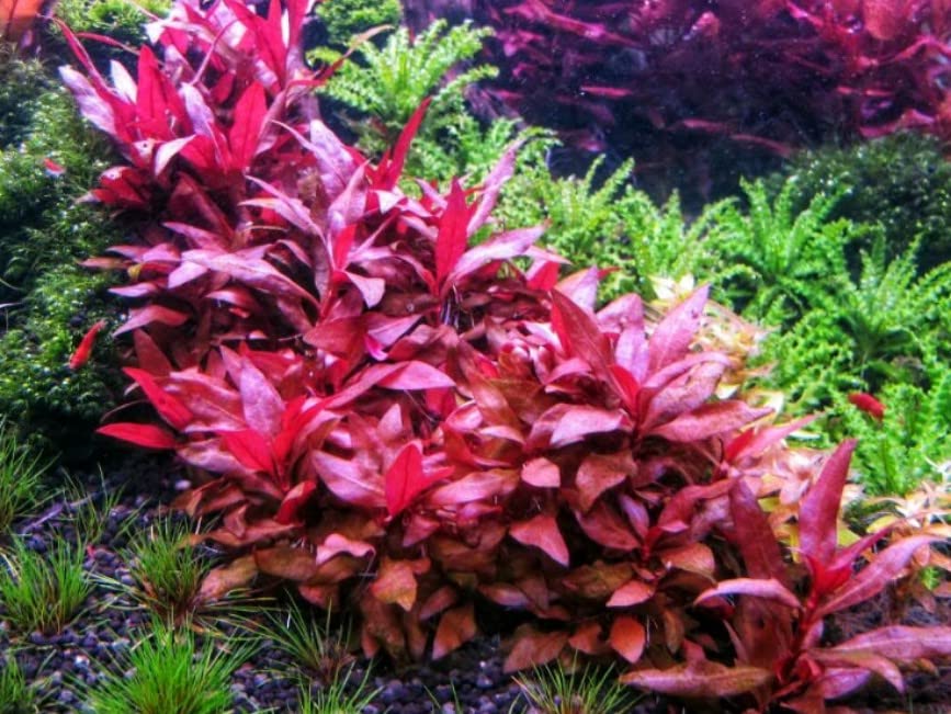Tissue Culture Live Aquarium Plants | In Vitro Freshwater Aquatic Plants For Small Aquariums And Foreground (Monte Carlo)