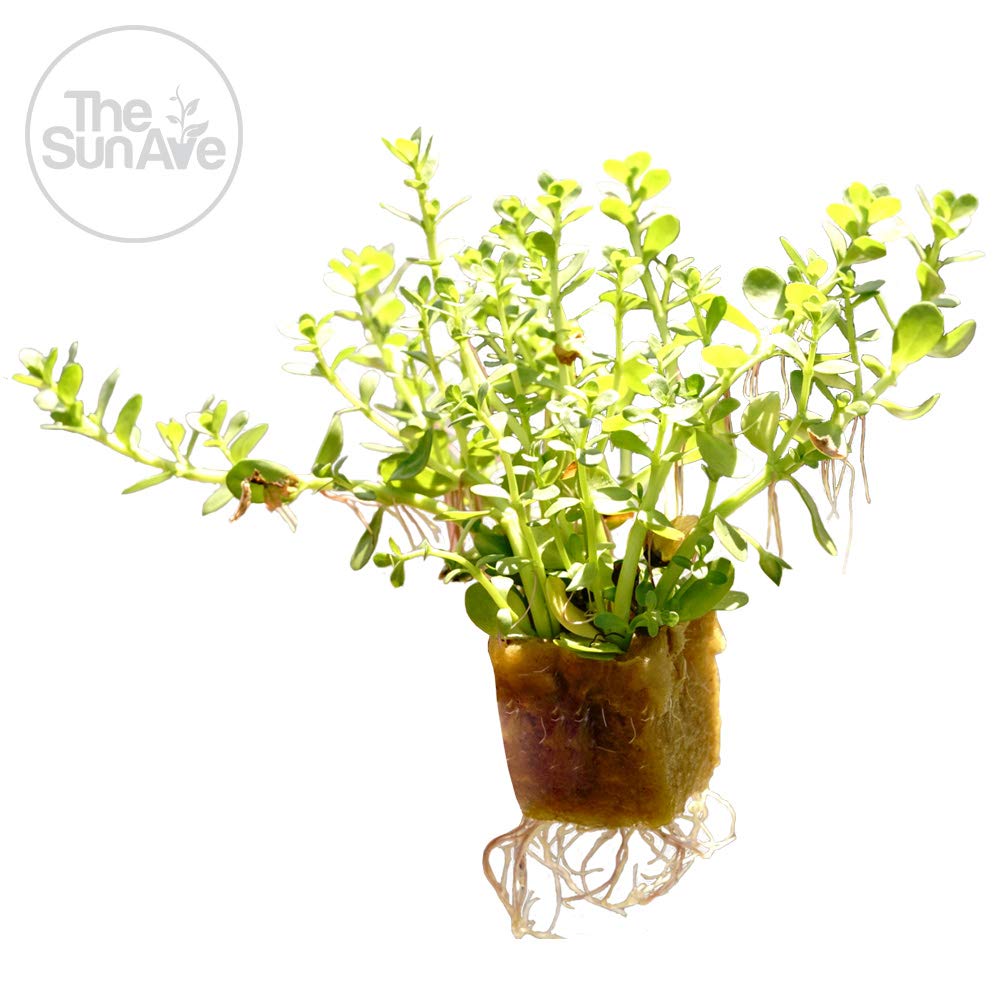 1. Bacopa Monnieri Easy Freshwater Live Aquarium Plant with Roots (7+ Stems)