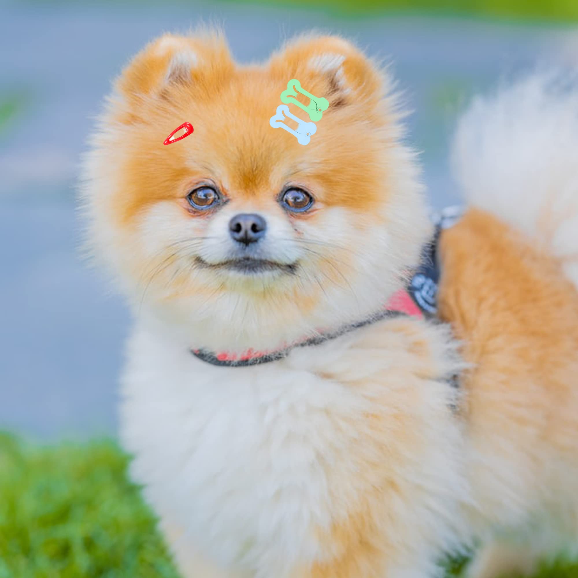 Yaodhaod 20 Pieces Dog Hair Clips Pet Hair Barrettes Dog Hair Accessories Clip Cute Multicolor Small Bone Small Waterdrop Snap Hairpin Headwear Pet Grooming Products For Dog Cat Puppy Pet