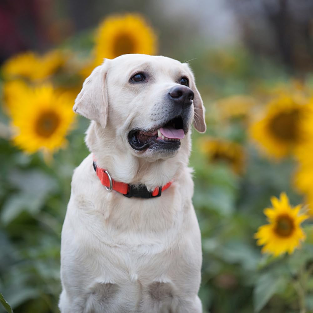 Penseepet Red Dog Collar Basic Adjustable Dog Collars For Puppy Small Medium Large Dogs Girls With Breathable Quick Release Nylo