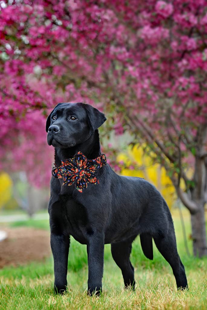 Lionheart Glory Dog Collar, Dog Collar with Flower, Cute Floral Pattern Pet Collar Adjustable Dog Collar for Medium Dogs