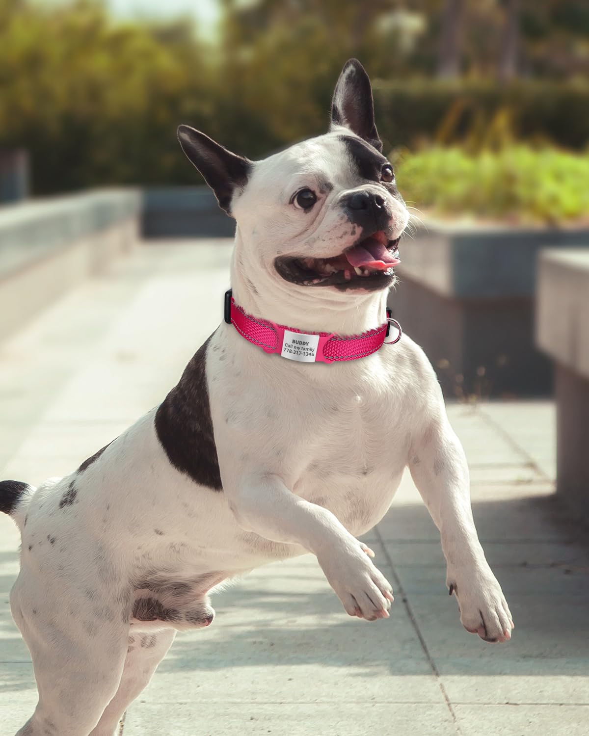 Tagme Reflective Nylon Dog Collars, Adjustable Classic Dog Collar With Quick Release Buckle For Small Dogs, Hot Pink, 3/4'' Widt