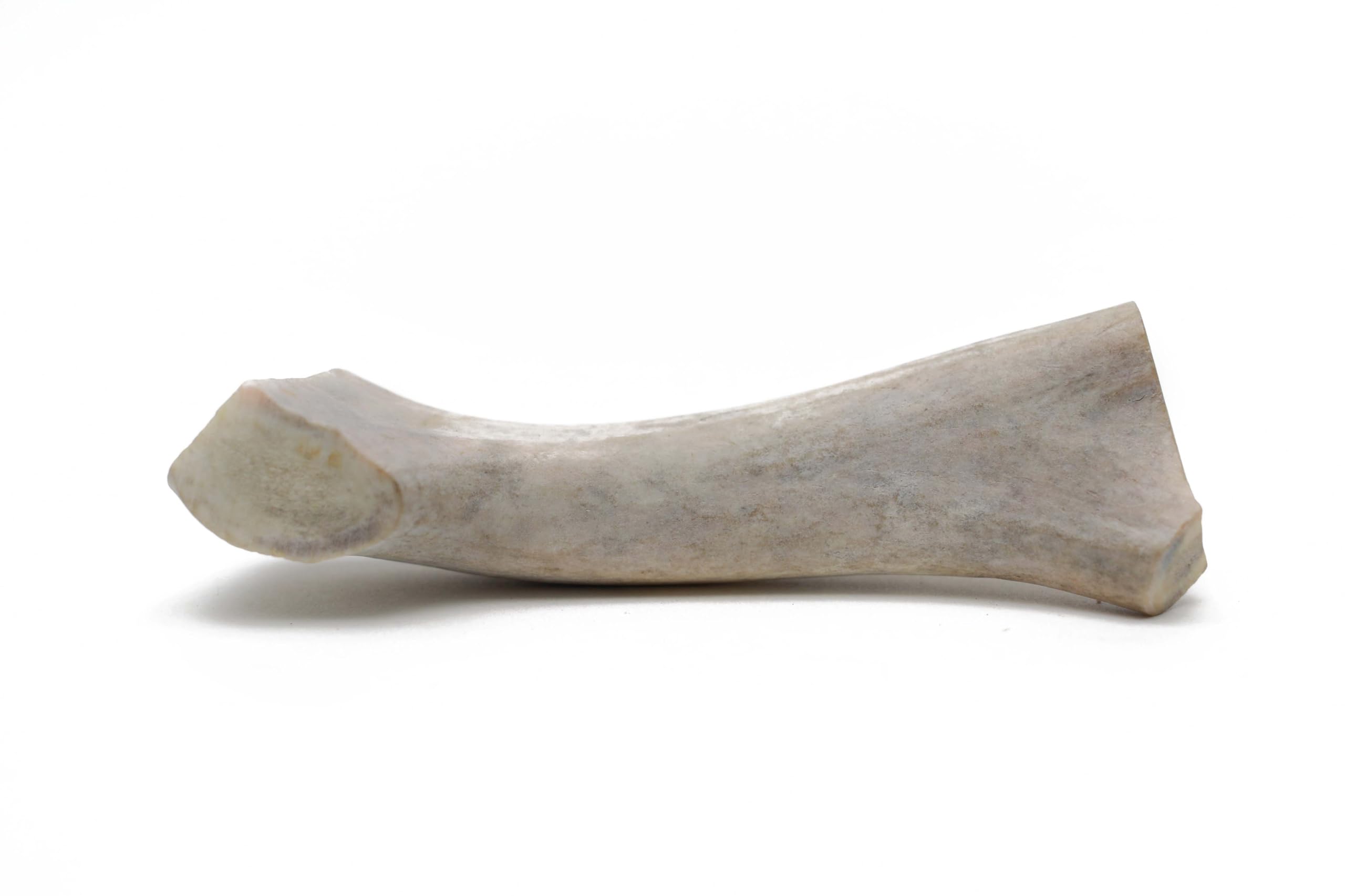 Qt Dog Medium Antlers - Long-Lasting 100% All-Natural Dog Chew, Ethically Sourced Protein-Packed & Low Fat Dental Chews, Vitamin-Rich Treat Ideal For All Breeds & Aggressive Chewers