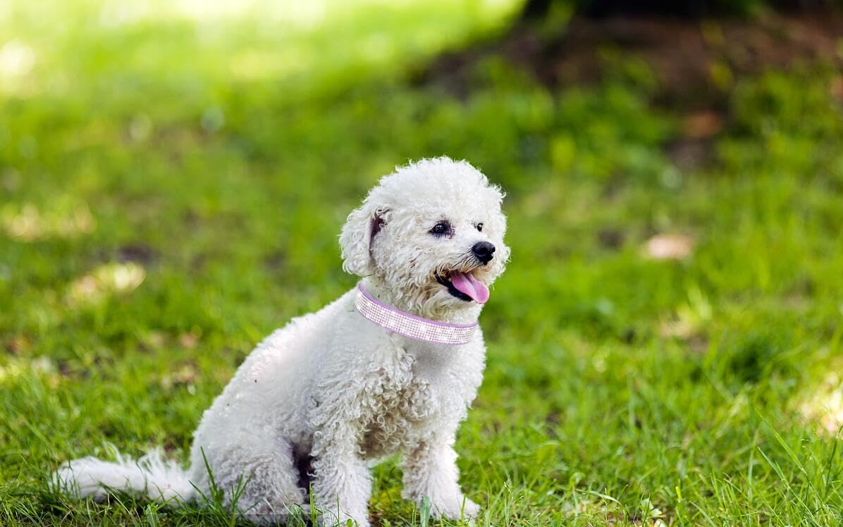 Purple Diamond Cat Collar, Bling Dog Collar Girl Rhinestone Puppy Collar Female Sparkly Sparkle Jewelry Cute Adjustable For Xxs