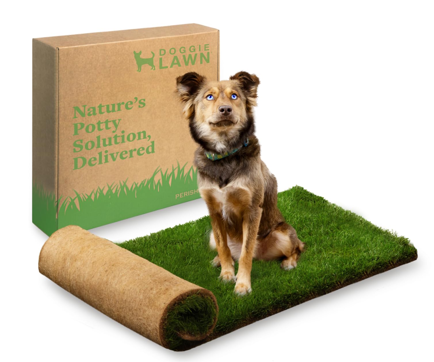 DoggieLawn Real Grass Disposable Potty Training Puppy Pads - 48 x 24 Inches, Grass Pee Pads for Puppies & Dogs