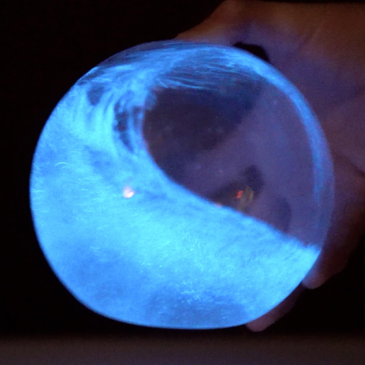 The Living Bioluminescent Bio-Orb - a Living Glass Sphere Powered by Ocean Plankton (PyroDinos)