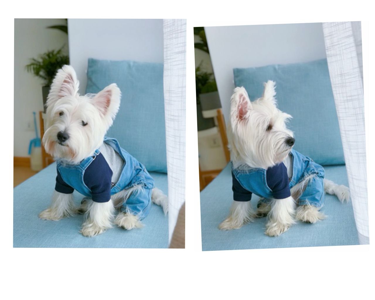 Leowow Pet Dog Denim Clothes Small Dogs Cowboy Overalls Classic Puppy Vintage Clothes Cat Apparel-S/M
