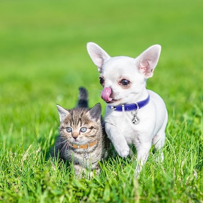 Red Xxs Dog Collar With Bell Girls Pu Leather Puppy Collar With Bell Adjustable Buckle Kitten Cat Collars For Xxsmall Xs Tiny Li