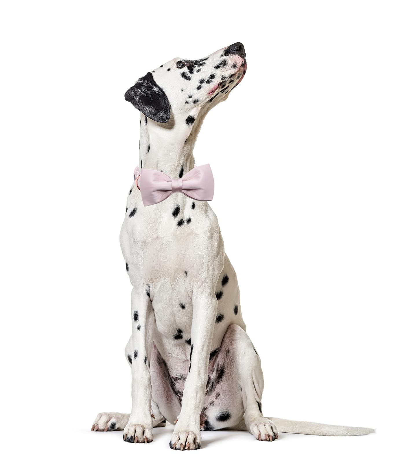 Lionet Paws Bowtie Dog Collar - Comfortable Silk Girl Dog Collar With Detachable Bow Tie For Medium Dogs, Neck 13.5-22 Inches