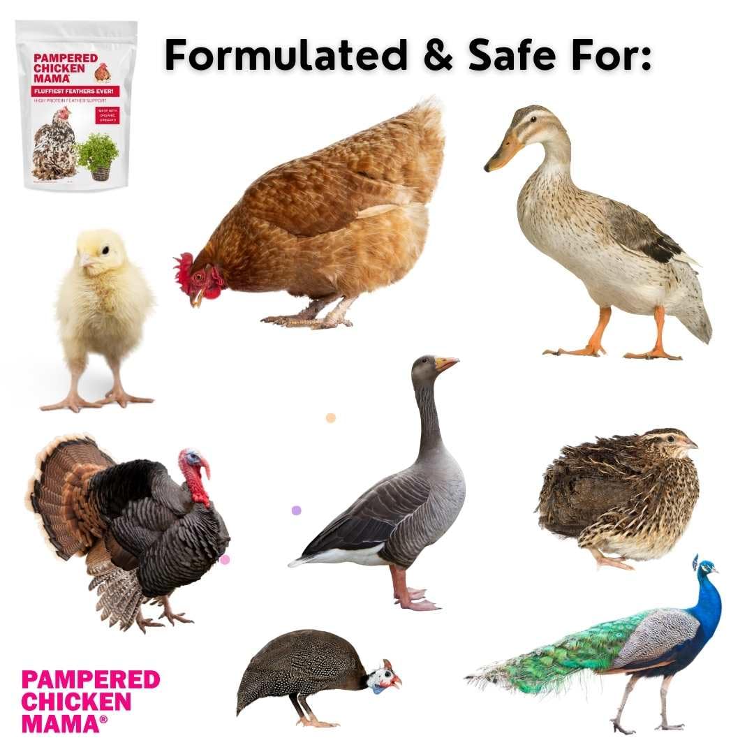 Pampered Chicken Mama Backyard Chicken Supplement Treat: Fluffiest Feathers Ever Backyard Chicken Feed and Supplies for Healthy