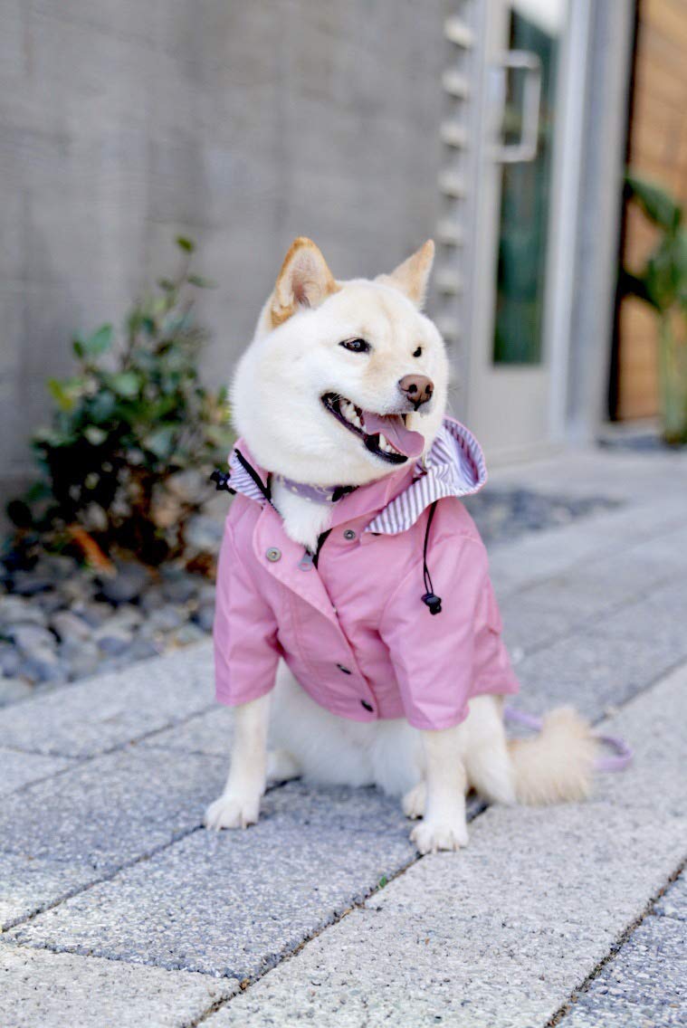 Ellie Dog Wear Zip Up Dog Raincoats With Reflective Buttons, Pockets, Rain/Water Resistant, Adjustable Drawstring, & Removable Hood - Xxs To Xxl - Stylish Premium Dog Raincoats (Pink, Small)