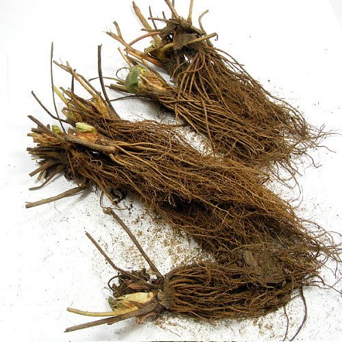 Hirt's Gardens Fort Laramie Everbearing Strawberry - 25 Bare Root Plants, Hardiest Everbearer, Brown Color