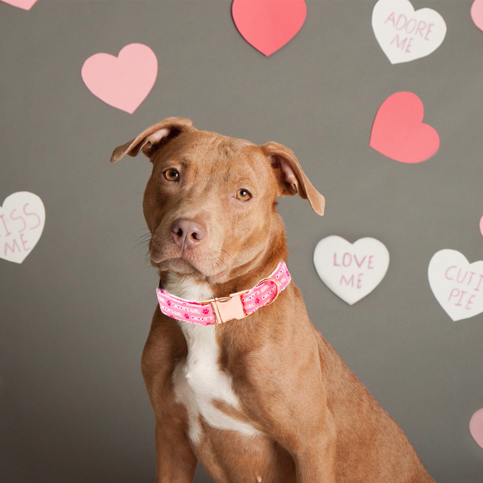 Lionheart Glory Valentine Collar, Pink Hearts Dog Collars For X-Small Cute Dog Collars Spring Female Pet Gift Adjustable Heavy-D