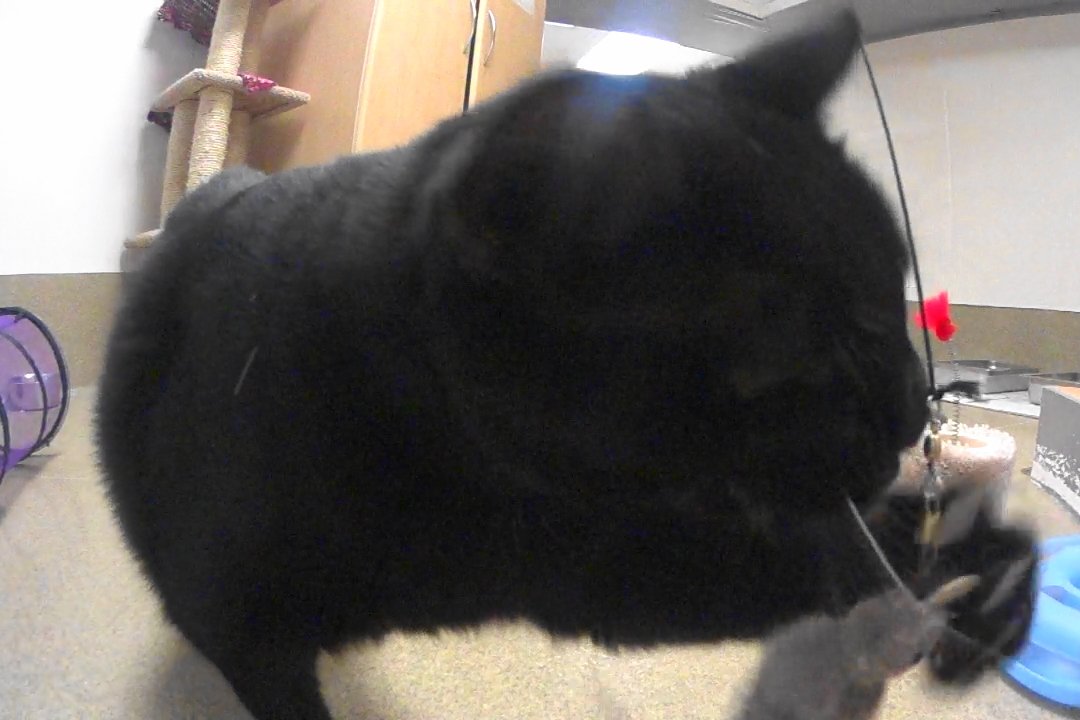 Big Sky Cats House Finch Bird Refill/Attachment- Fits Wildcat And Popular Bird And Mouse Type Wands/Poles