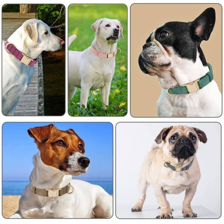 Petiry Soft Corduroy Fibric Dog Collar with High Grade Metal Buckle, for Small Dogs.(Blue,Small:10-15'')