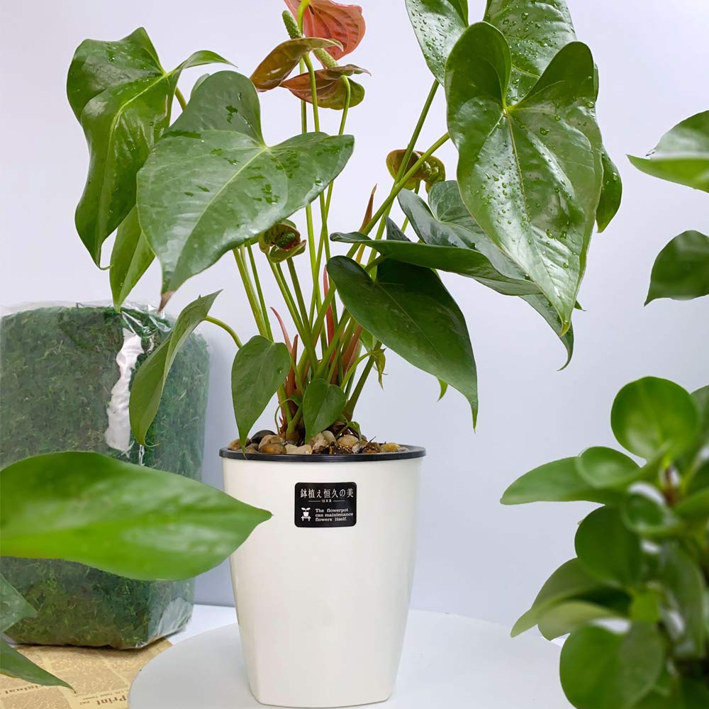 OJYUD 8 Pack 4 Self-Watering White Plastic Planters, Modern Decorative Pots for House Plants, Flowers, Herbs, African Violets