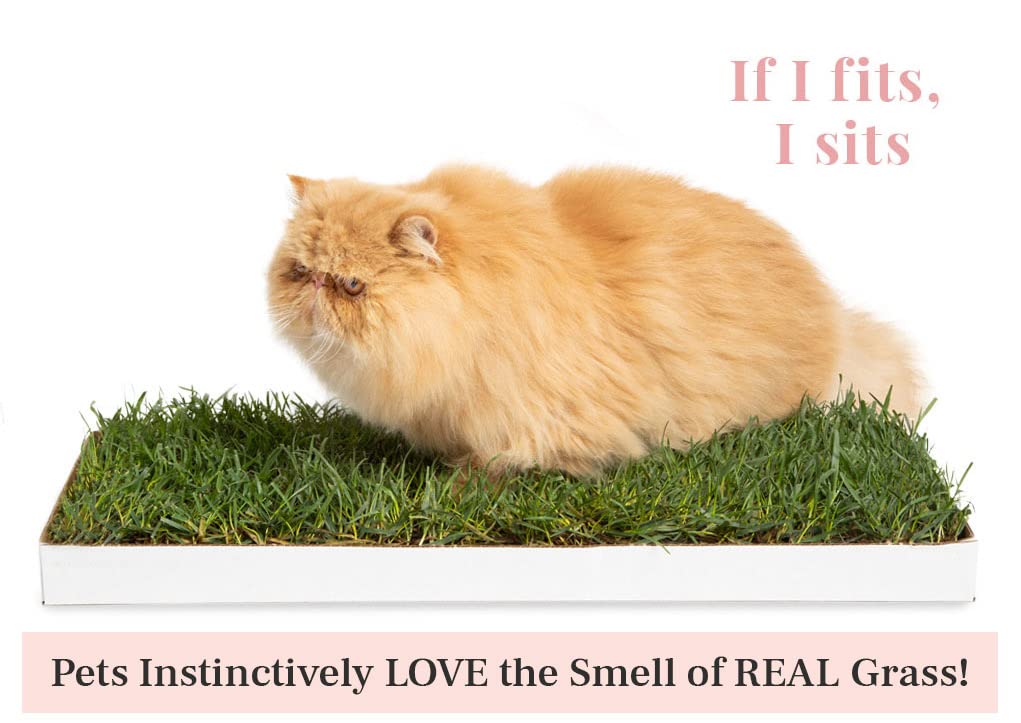 Doggielawn Real Grass Puppy Pee Pads- 24 X 9 Inches - Perfect Indoor Litter Box For Dogs - No Mess, Easy-To-Use - Potty Training For Pets - Eco-Friendly Disposable Bathroom With Real Living Grass