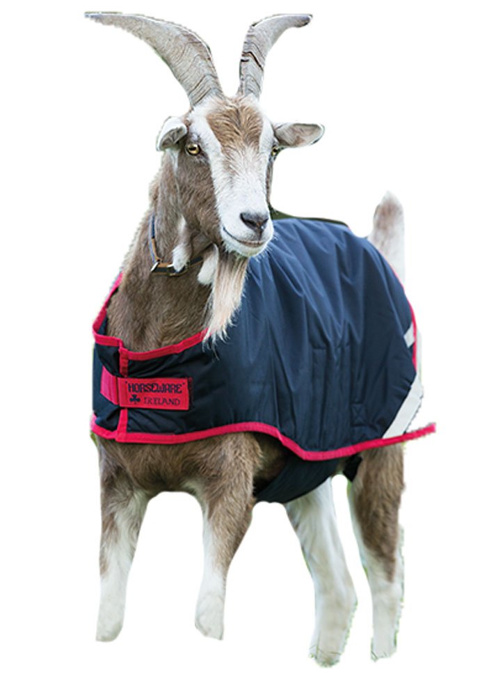 Horseware Ireland Breathable Waterproof Windproof Cold Weather Adjustable Goat Coat (100G Fill), Navy/Red, Large