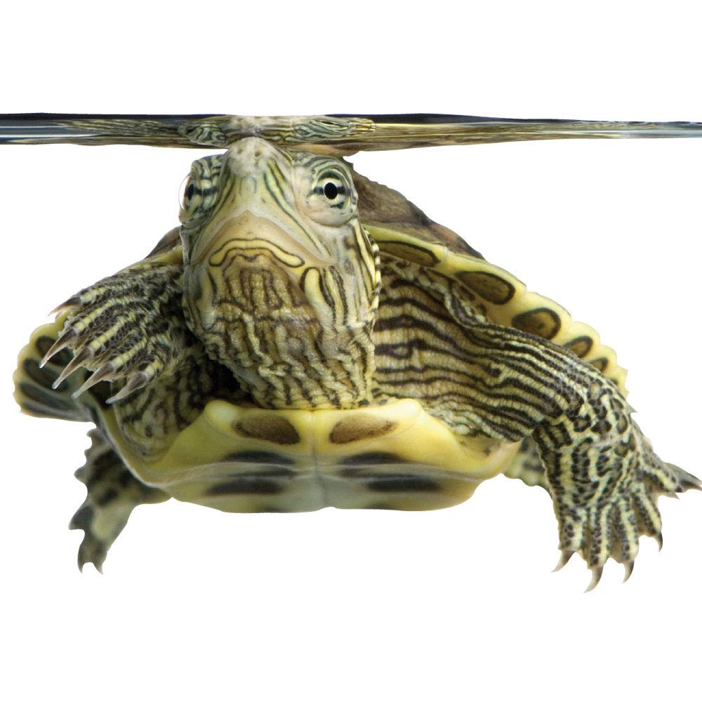 Healthy Herp Dragon Treat Grasshoppers - All Natural, Nutritious Turtle Food, Bearded Dragon Tank Accessories - for Bearded Drag