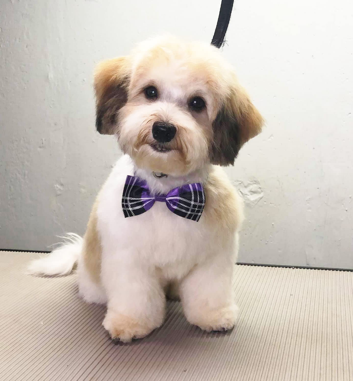 Jpgdn 50Pcs Small Dogs Bowties Bulk For Puppy Doggy Cat Kitten Rabbit Medium Boys And Girls Bow Ties With Polka Dots Checks Stripes Pet Adjustable Collar Neck Bow