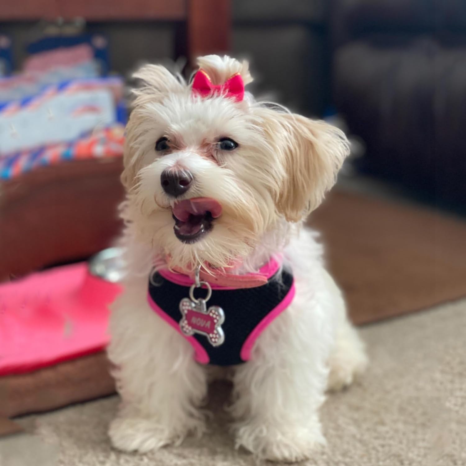 Clipband Puppy Dog Hair Bows, 60 Pieces Small Bowknot Hair Bows With Rubber Bands Handmade Hair Accessories Bow Pet Grooming Pro