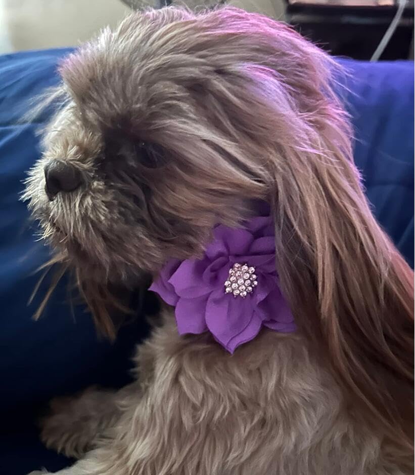 Haoyueer Cute Dazzling Sparkling Soft Suede Leather Dog Rhinestone Collar, Crystal Diamond Pet Dog Puppy Collar (Purple, S)