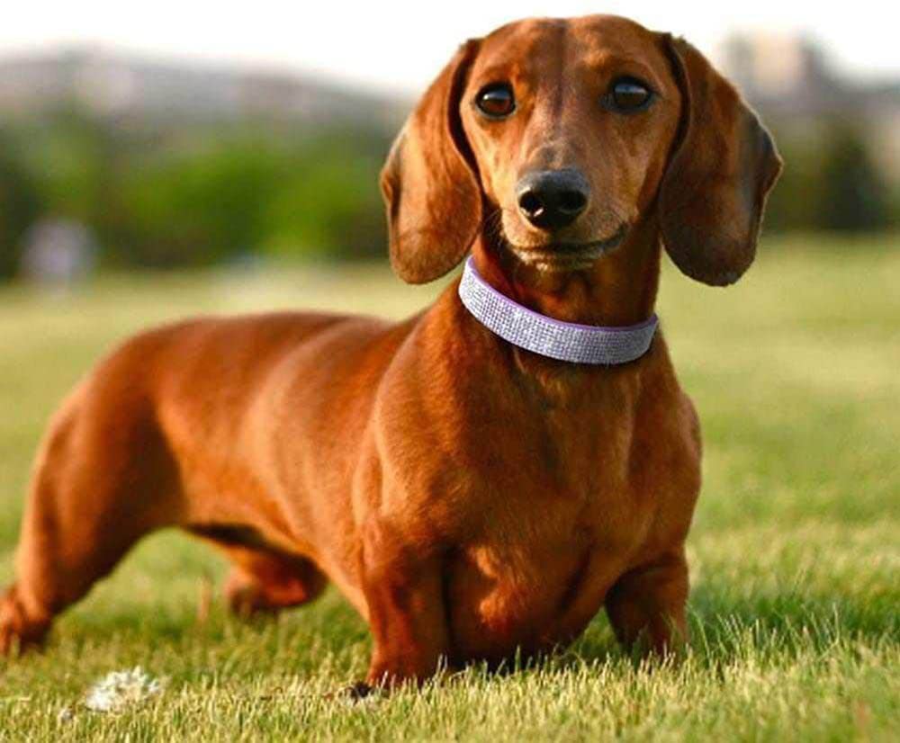 Cute Dog Collar With Bling Rhinestone, Fancy Crystal Diamond Glitter Pretty Jewel Soft Cat Collars For Small Medium Large Breed Dogs Girl Female Pet Puppy Kitten Terrier, Red L