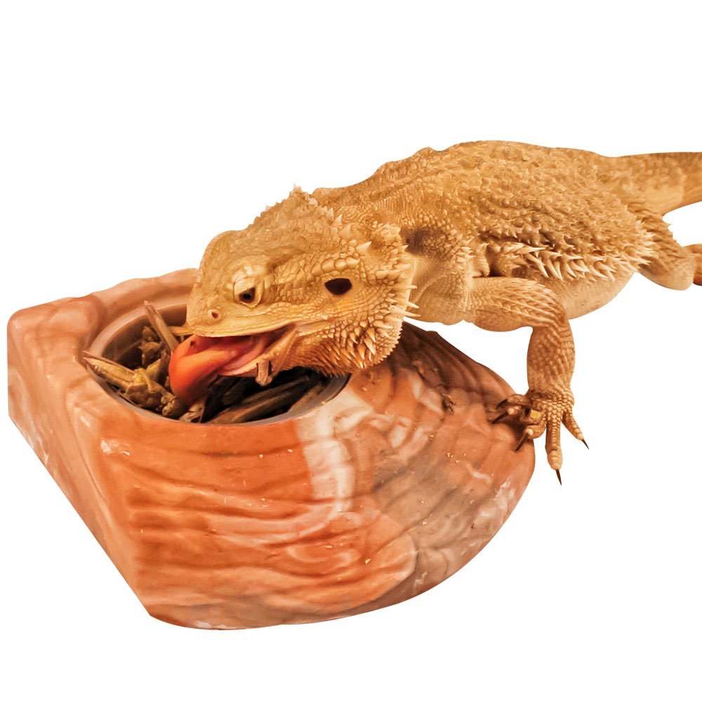 Healthy Herp Dragon Treat Grasshoppers - All Natural, Nutritious Turtle Food, Bearded Dragon Tank Accessories - for Bearded Drag
