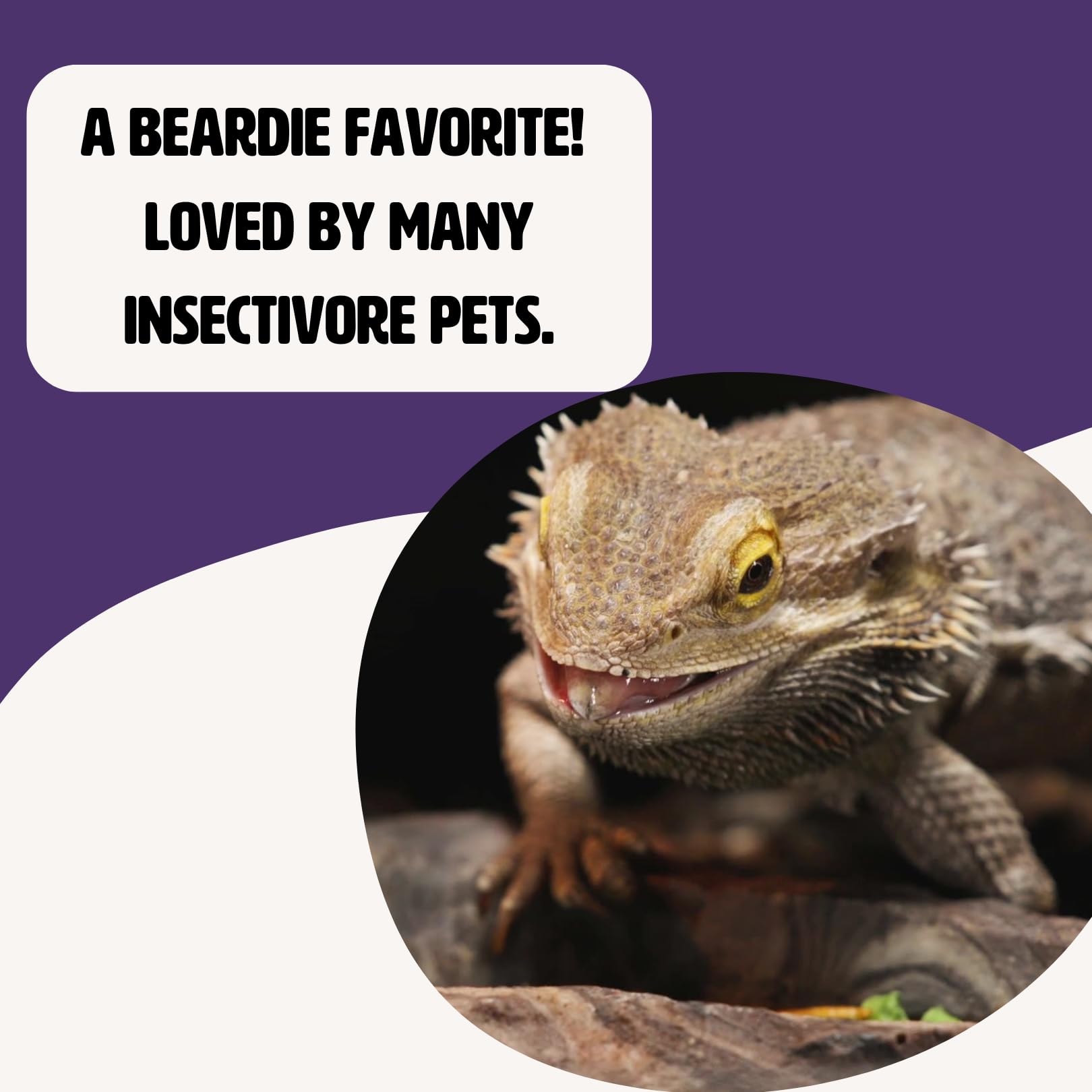Flukers Freeze Dried Superworms for Reptiles