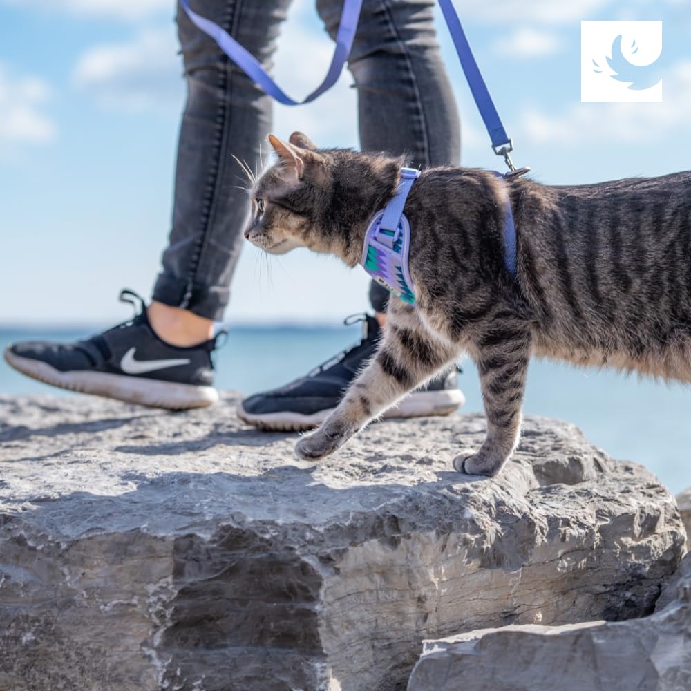 RC Pets Adventure Kitty Harness Includes Adjustable, Airmesh Fabric, 6 Leash and D-Ring Cat Walking Harness | Teal, Small