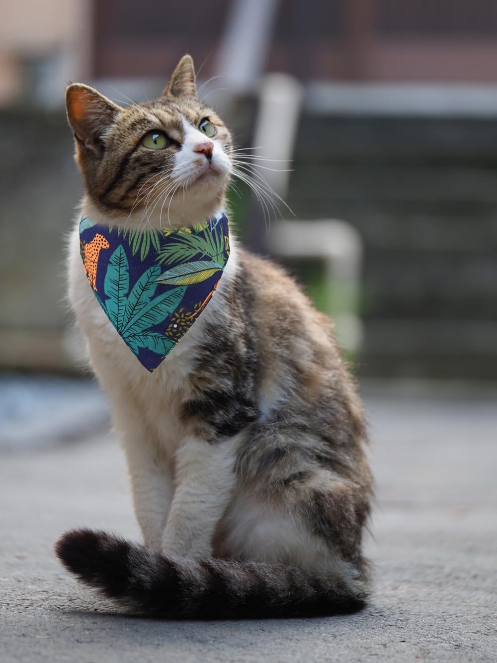 Cat Collars Breakaway With Bandana Bell Leaf Hawaii Pet Kitten Adjustable For Small Dog Puppies Girl Boy