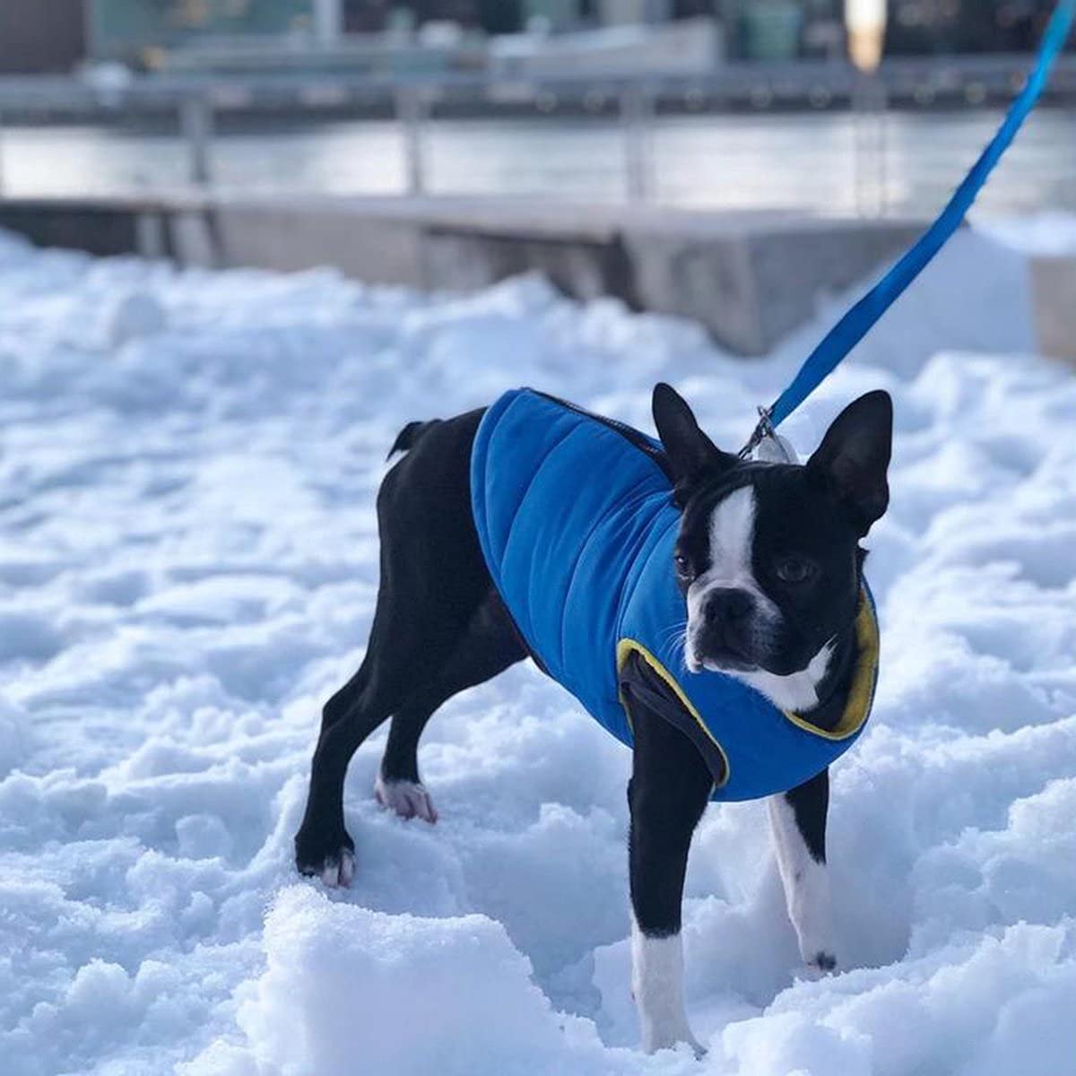 Gooby Padded Vest Dog Jacket - Solid Blue, Large - Warm Zip Up Vest Fleece Jacket With Dual D Ring Leash - Winter Water Resistan