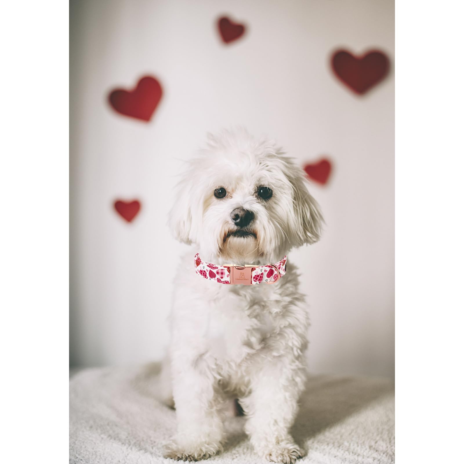 Lionheart Glory Valentine Collar, Cookie Hearts Dog Collar For Medium Cute Dog Collars Spring Female Pet Gift Adjustable Heavy-D