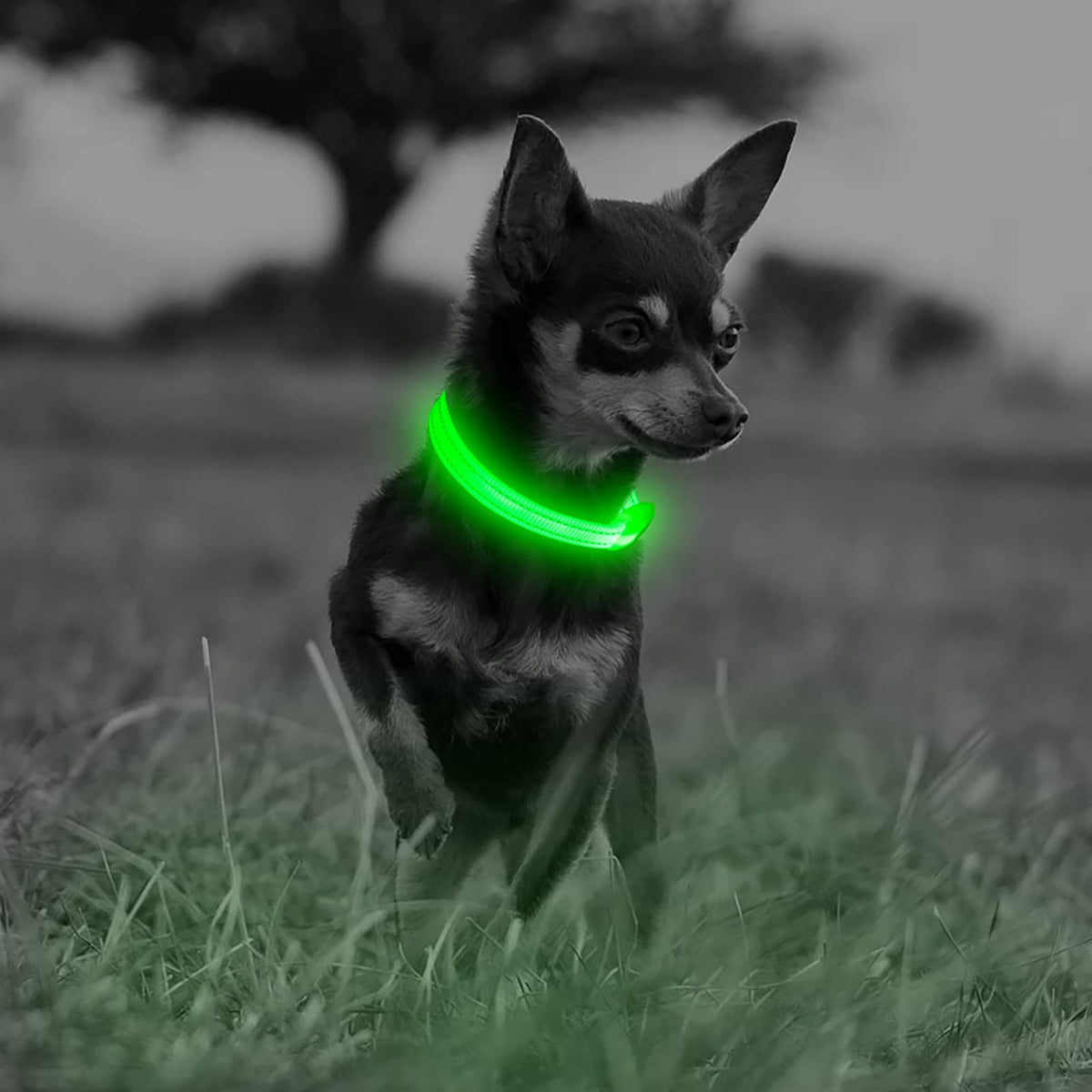 Puppy Led Dog Collar, Usb Rechargeable Light Up Collar, Lightweight Nylon Glowing Dog Collar For Your Small Pups& Cats(Green, X-Small)