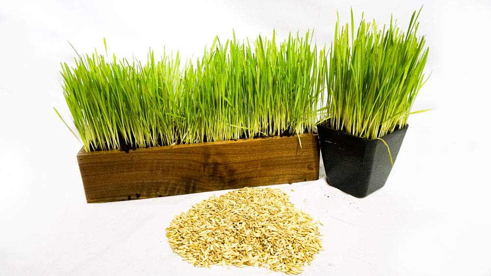 Thunder Acres Cat Grass Blend, Wheat, Barley, Oats, and Rye Mix, Non-GMO, Certified Organic, Bonus CAT Toy (5 LB)