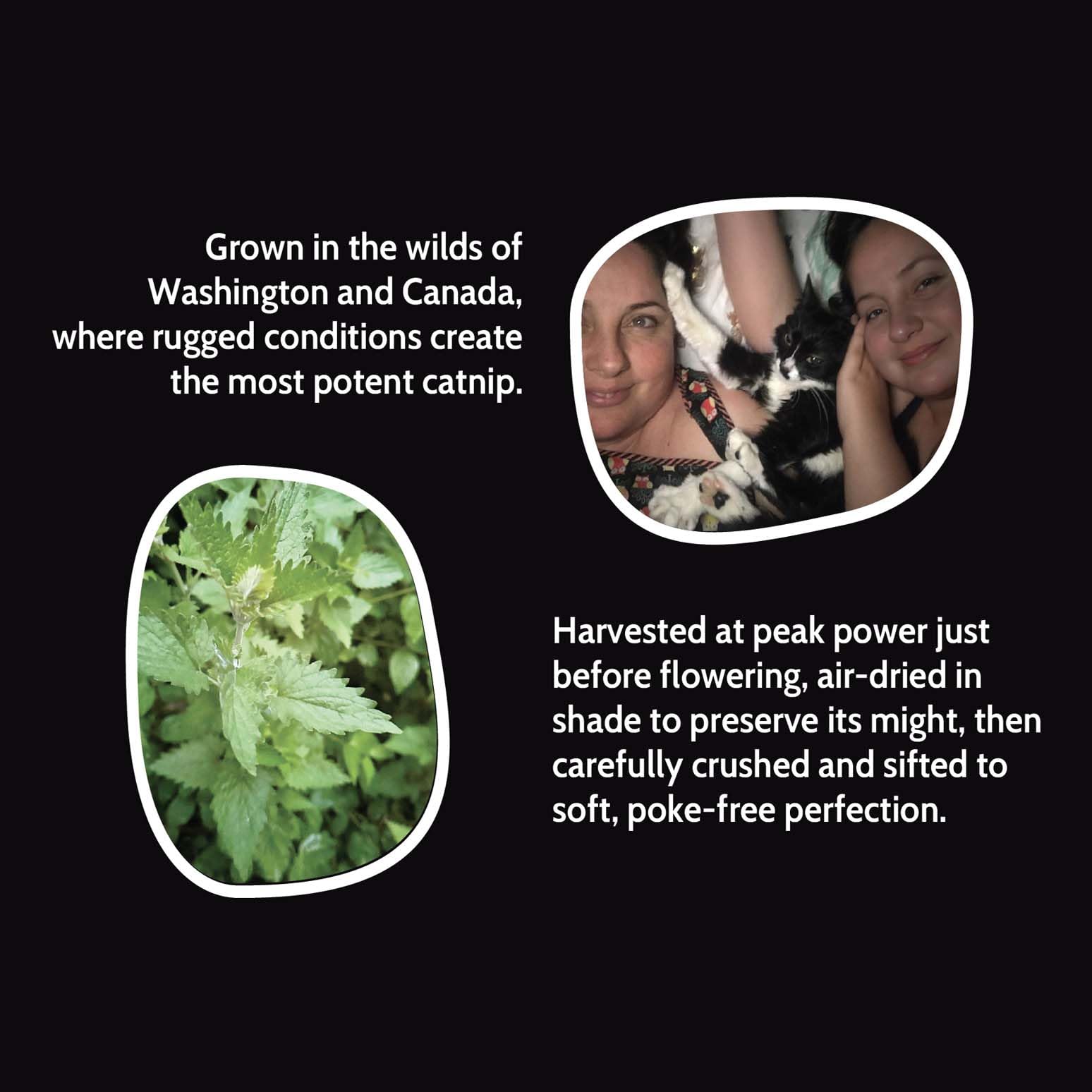 Fiend Three (3 Count) Catnip Safety-Cut 100% Pure Potent Fine Cat Nip for Cats & Kittens - Bulk Refill Rescue Pack 1? Cup (38g)