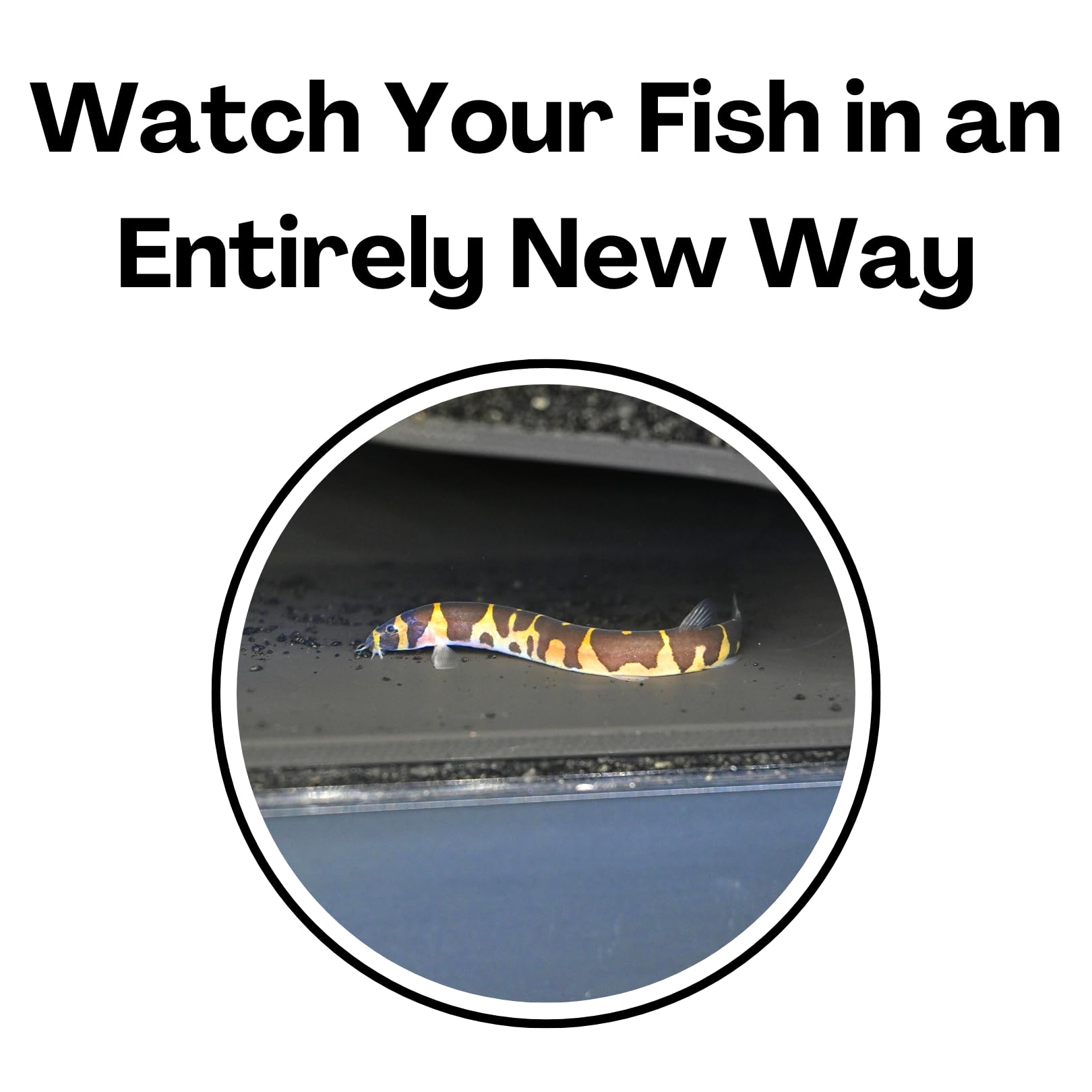 Aquarium Underground Tunnel Cave Natural Curve | Viewing Fish & Shrimp Under Gravel Tunnel | Fish Tank Decor Decoration Hideout