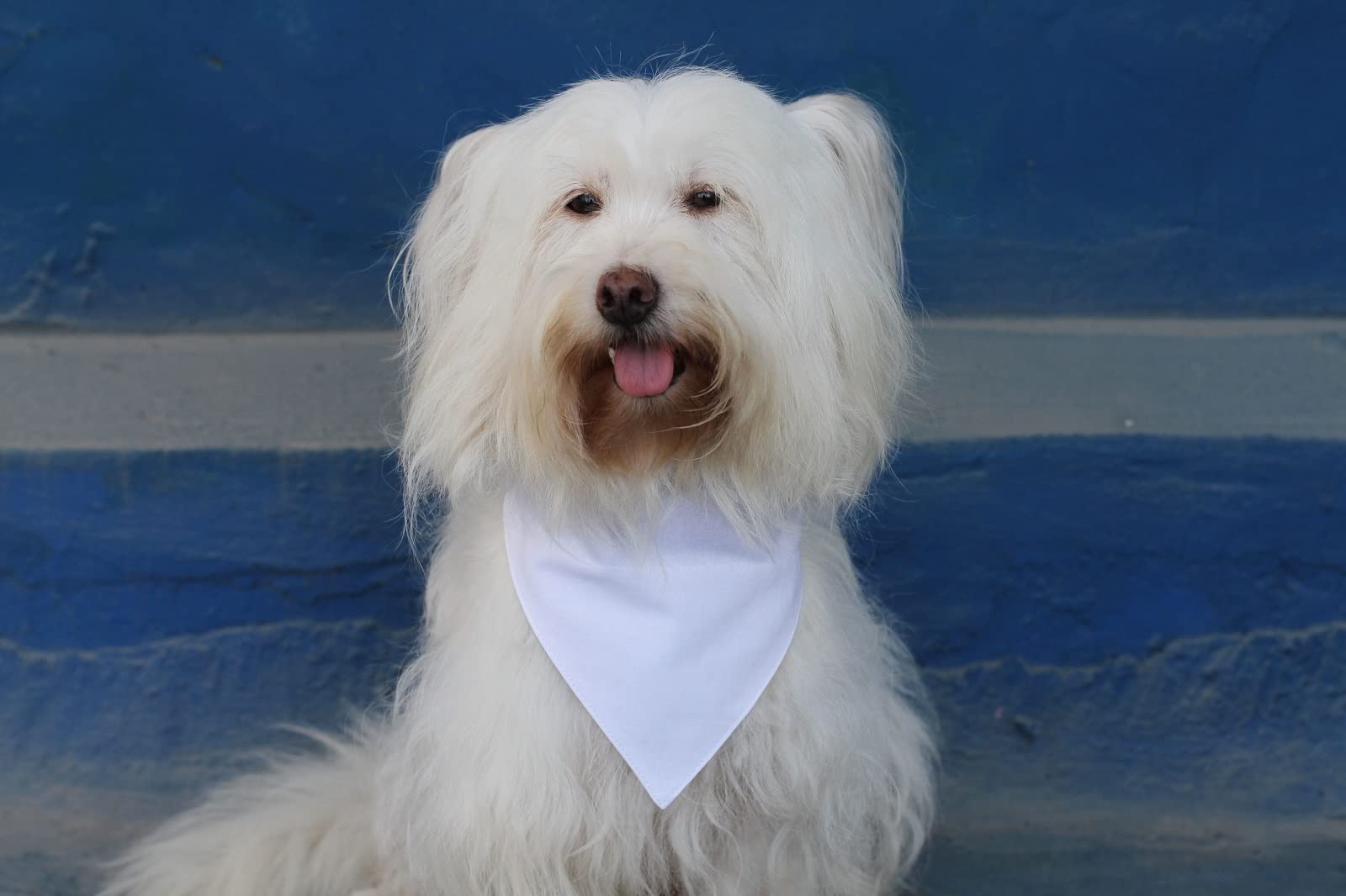 Eechicspace 2 Pack White Cotton Dog Bandanas Over Collar Dual Layered Plain Scarf Breakaway To Custom For Large Dogs