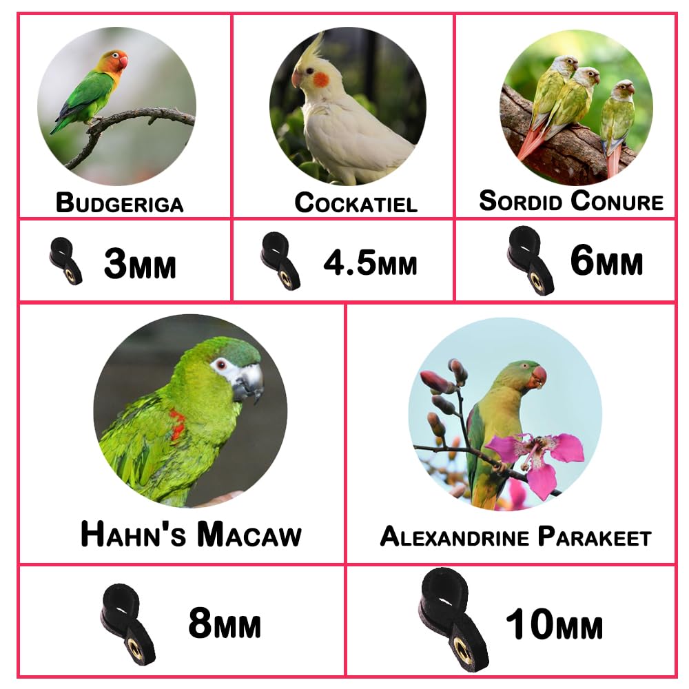 Kcrygogo Large Parrot Bird Harness Leash - Anti-Bite Training Rope with 5 Soft Foot Loops & Whistle - Upgraded Ankle Ring Version