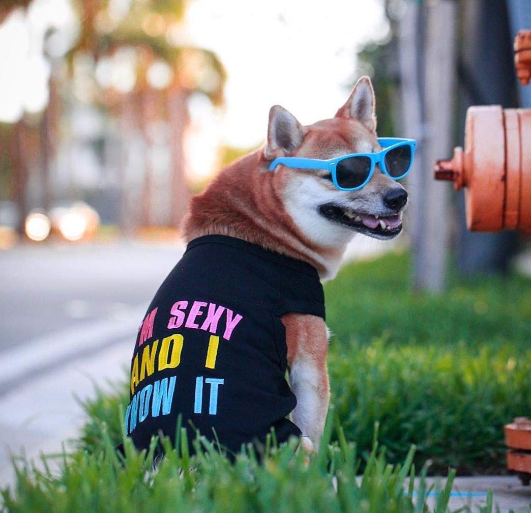 Parisian Pet Dog Cat Clothes Tee Shirts Embroidered T-Shirt Sexy And I Know It, M