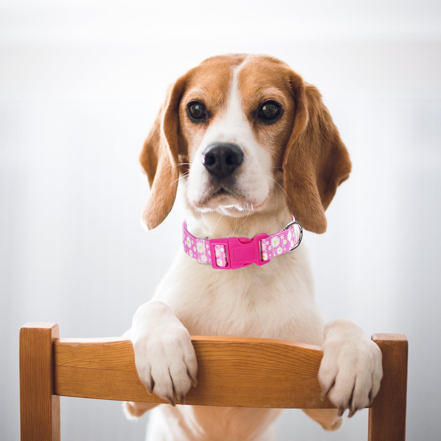 Pink Dog Collars For Large Dogs, Cute Girl Dog Collar With Daisy Flowers Pattern, Adjustable Heavy Duty Pet Collar With Safety B