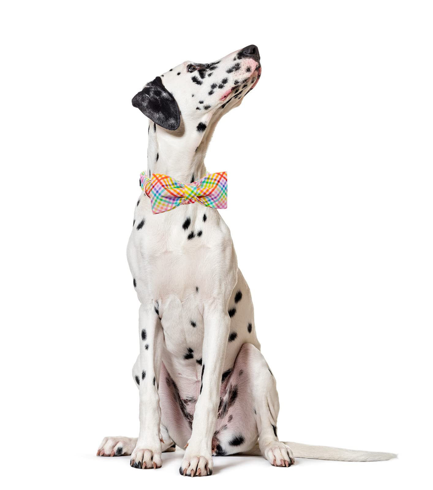 Lionet Paws Easter Dog Collar With Bowtie - Colorful Cute Cotton Bowtie Dog Cat Collar With Metal Buckle For Puppy Girl Boy Gift, Xs, Neck 8-12In
