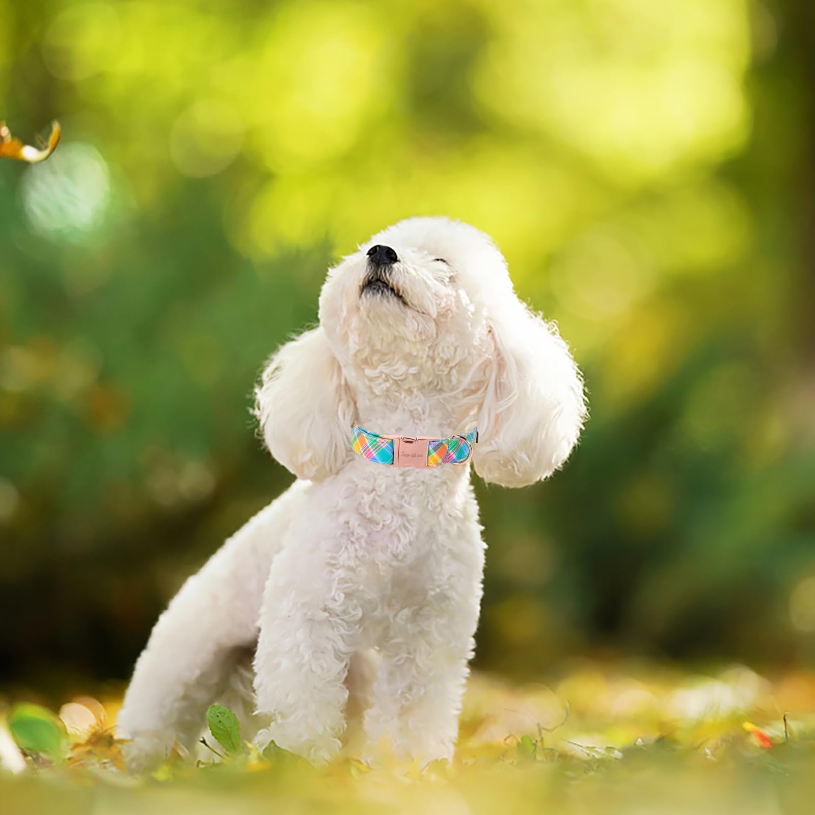 Unique Style Paws Easter Dog Collar Plastic Buckle Puppy Collar Colorful Plaid Puppy Collars For Small Medium Large Boys Girls D