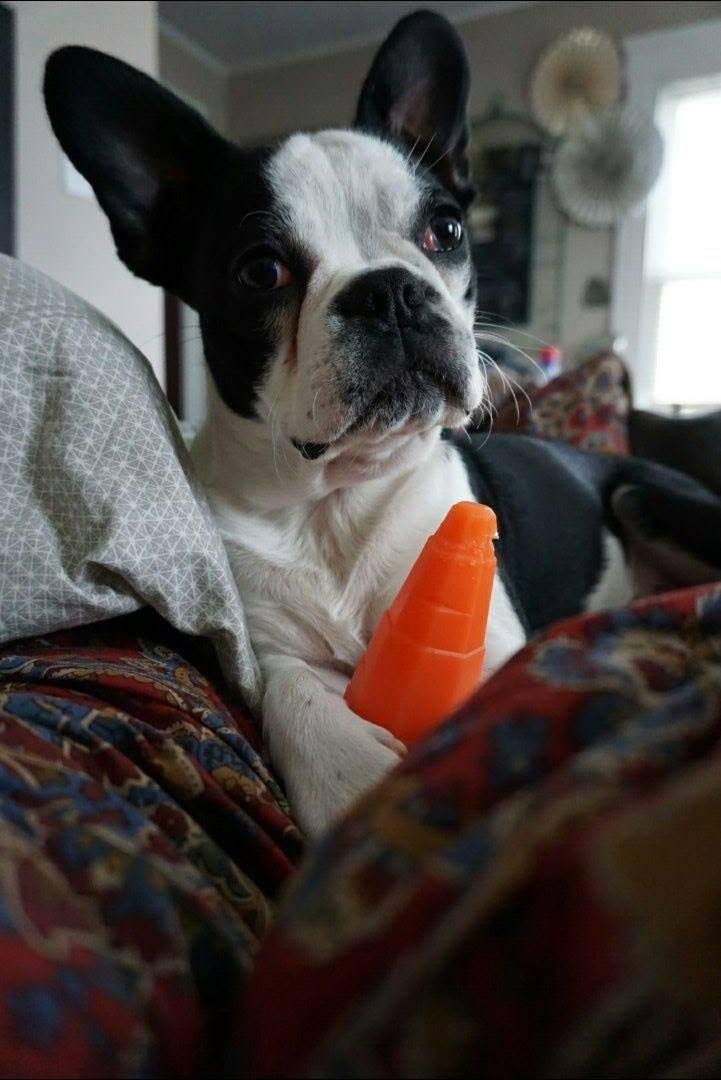 Spunky Pup, Carrot (8005)