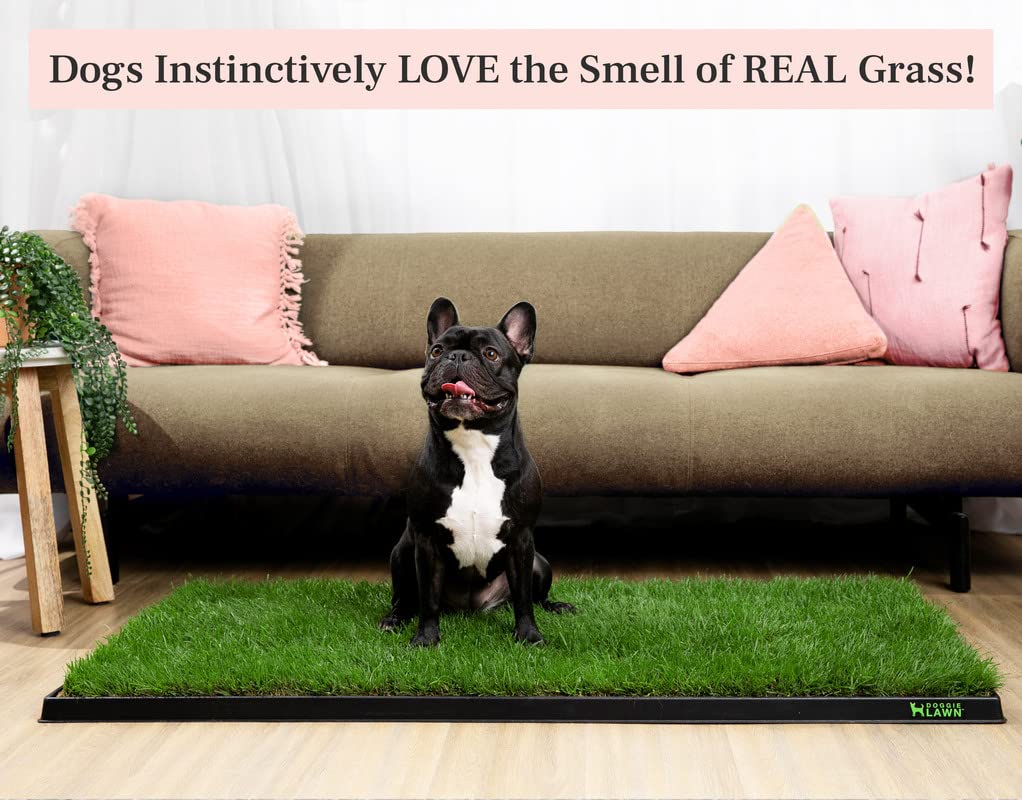 Doggielawn Xl - Real Grass Disposable Pet Potty - 48 X 24 Inches With Plastic Tray - Potty Training Pad For Dogs